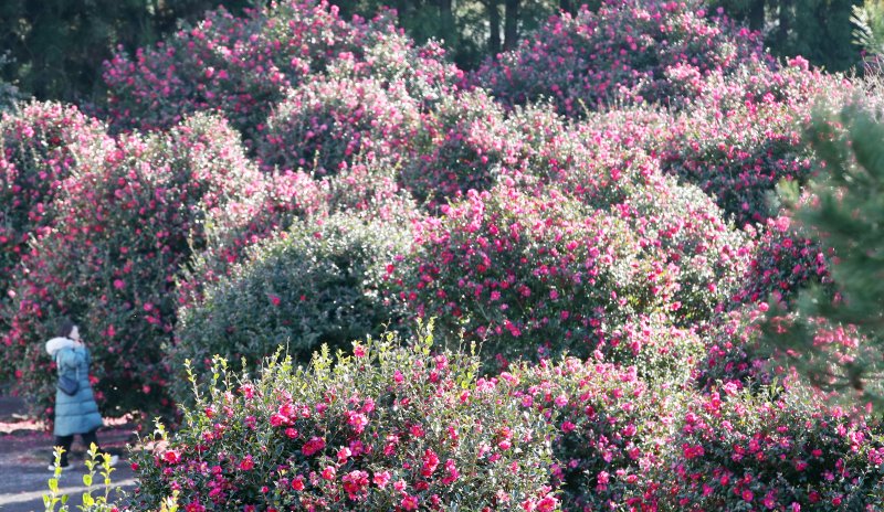 겨울에 핀 동백꽃(자료사진)/뉴스1