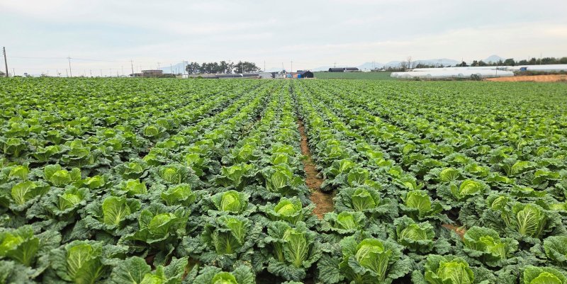 해남 가을배추./뉴스1