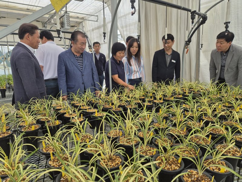 합천춘란(합천군 제공. 재판매 및 DB금지).