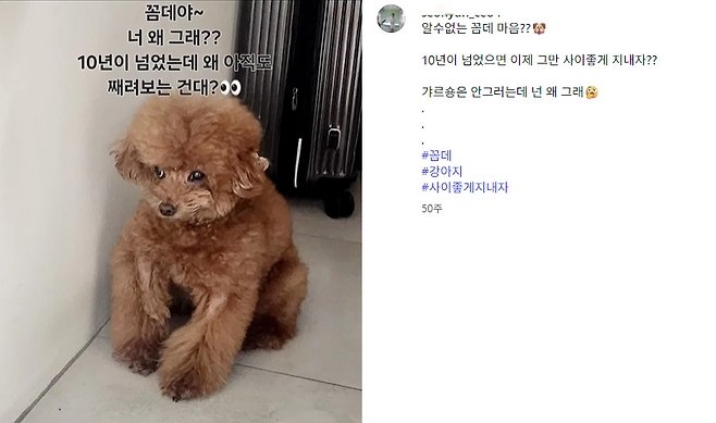 샤이니 키 반려견으로 추정되는 '꼼데'