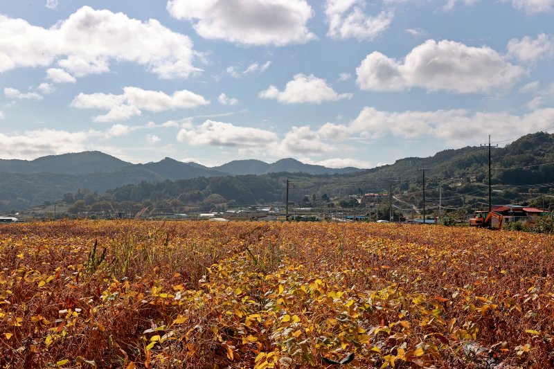 [괴산=뉴시스] 서주영 기자 = 24일 충북 괴산군 문광면의 한 밭에서 콩이 누렇게 익어가고 있다. (사진= 괴산군 제공) 2025.10.24. photo@newsis.com