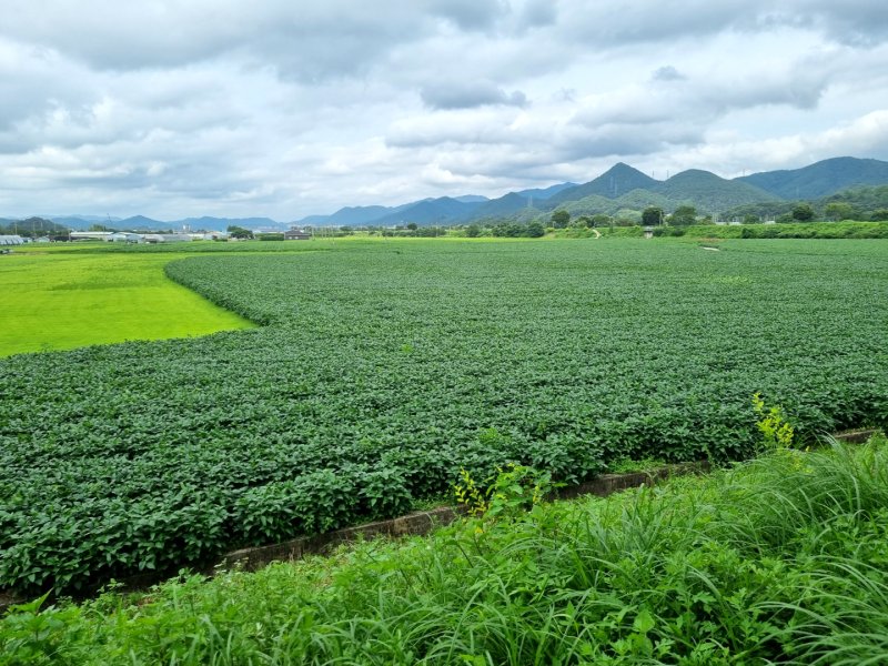 [장성=뉴시스]장성군 황룡위탁영농법인이 조성한 '국산콩 우수 생산단지' (사진=전남도 제공) 2022.08.30. photo@newsis.com