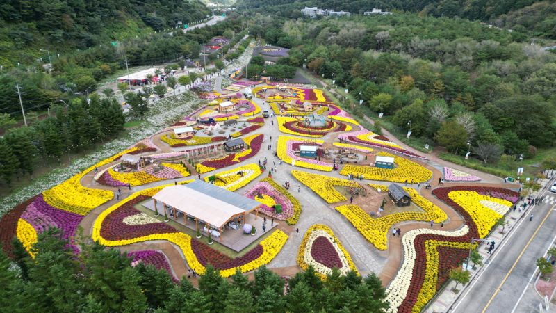 지난 9월부터 20여일간 인제군 용대관광지 일원에서 열린 가을꽃축제장. 인제군 제공