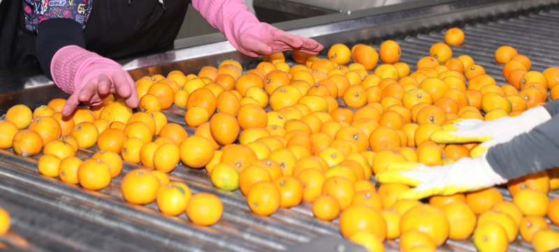 제주감귤 선과장(자료사진)/뉴스1