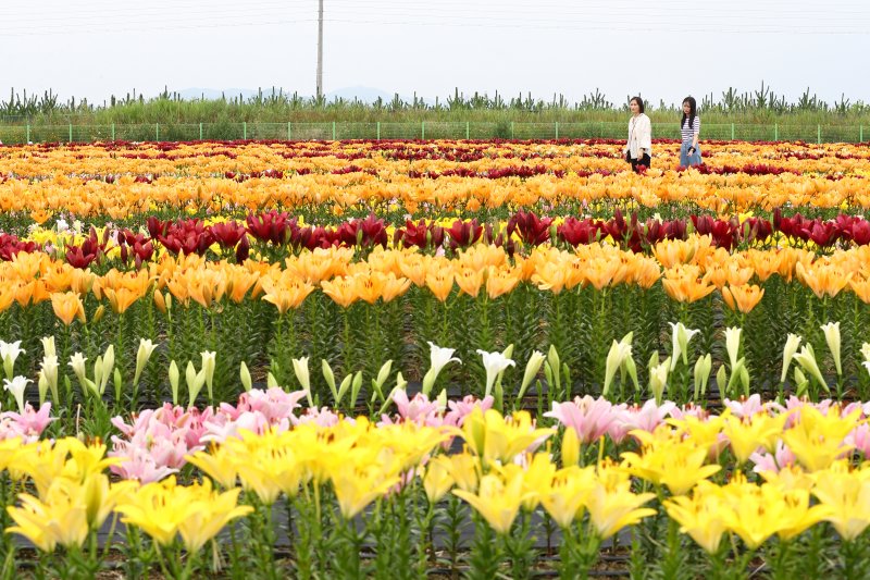 13일 전북 김제시 광활면 새만금 간척지에서 농촌진흥청 국립원예특작과학원 주관으로 경관화훼 연구 설명회가 열린 가운데 관람객들이 다양한 나리(백합) 품종을 감상하고 있다. (농촌진흥청 제공) 2022.7.13/뉴스1