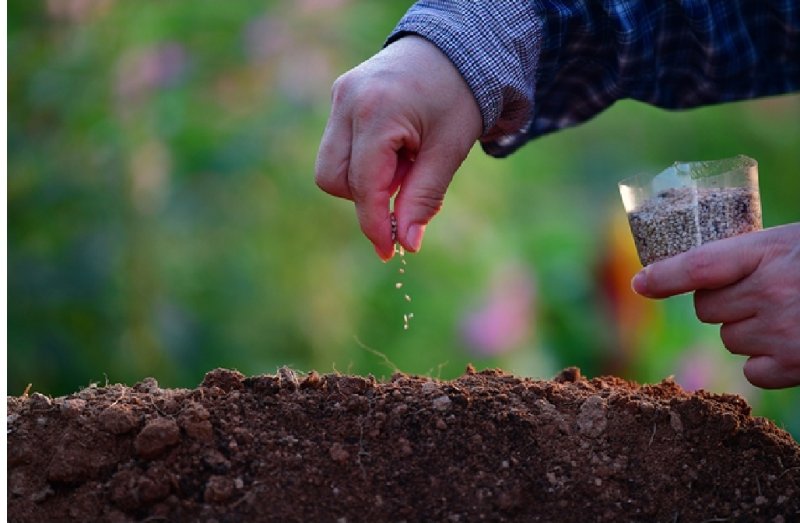 [세종=뉴시스] 국립종자원은 종자검정연구센터가 지난 4일 종자 품질검정 분야에서 국내 최초로 한국시험인정기구(KOLAS) 국제공인시험기관 인정을 획득했다고 7일 밝혔다. 사진은 국립종자원이 지난달 3일 '씨앗의 모든 순간'을 주제로 진행한 '제1회 종자사진 공모전'에서 대상으로 선장한 강미자 씨의 '참깨씨 뿌리기' (사진 = 농림축산식품부 제공) 2025.11.03 *재판매 및 DB 금지