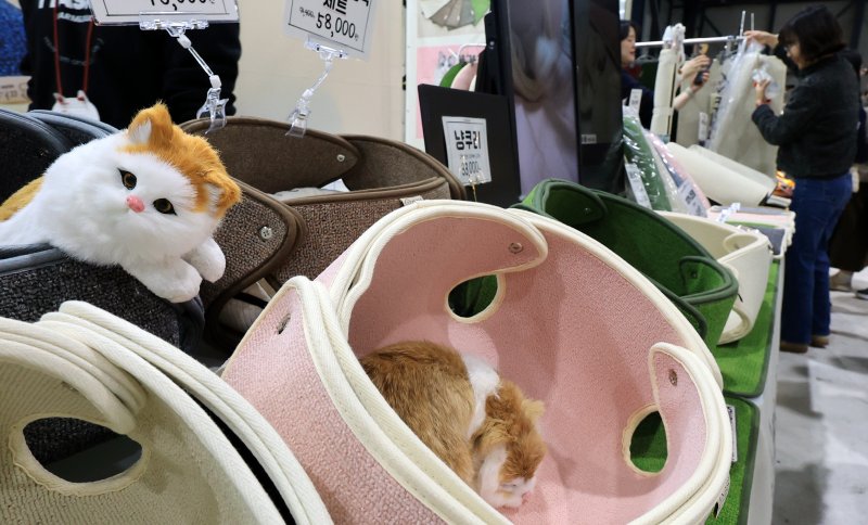 7일 서울 강남구 SETEC(세텍)에서 열린 제35회 궁디팡팡 캣페스타를 찾은 관람객들이 부스를 둘러보고 있다. 2025.12.7/뉴스1 ⓒ News1 이호윤 기자