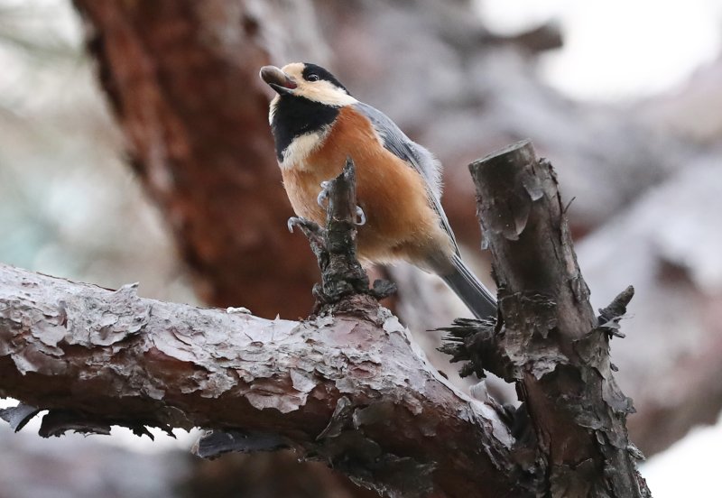 8일 대전·충남은 구름이 많은 가운데 오전까지 서해중부해상에 강한 바람이 불 것으로 예보됐다. 대전 서구에 위치한 공원에서 곤줄박이가 먹이를 먹고 있다. /뉴스1 ⓒ News1 김기태 기자