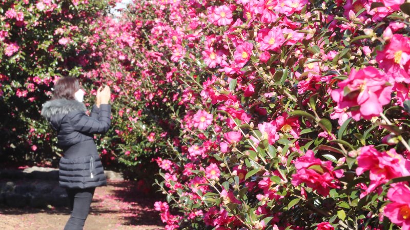 제주 동백꽃(자료사진)/뉴스1