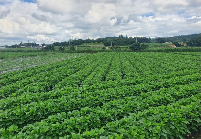 [무안=뉴시스] 무안 청계면 논콩 재배단지. (사진 제공 = 무안군). 2025.08.21. photo@newsis.com *재판매 및 DB 금지
