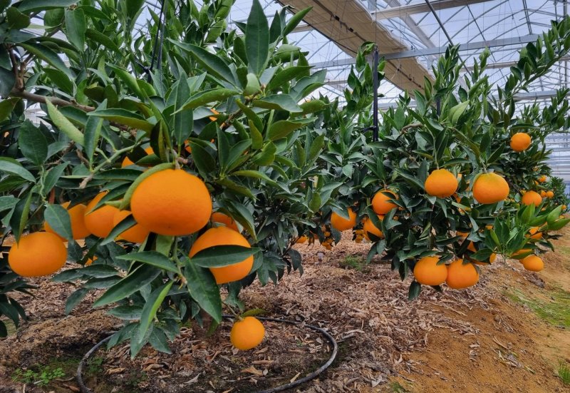 진천군 농업기술센터 실증시험포/뉴스1