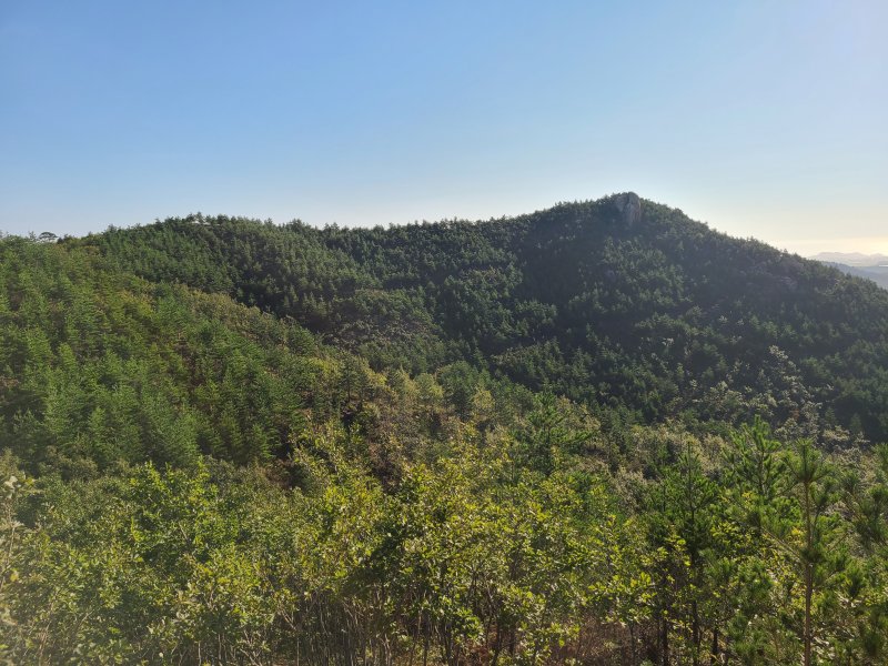 내화수림 조성 전(산림청 국립산림과학원 제공.재판매 및 DB금지)/뉴스1
