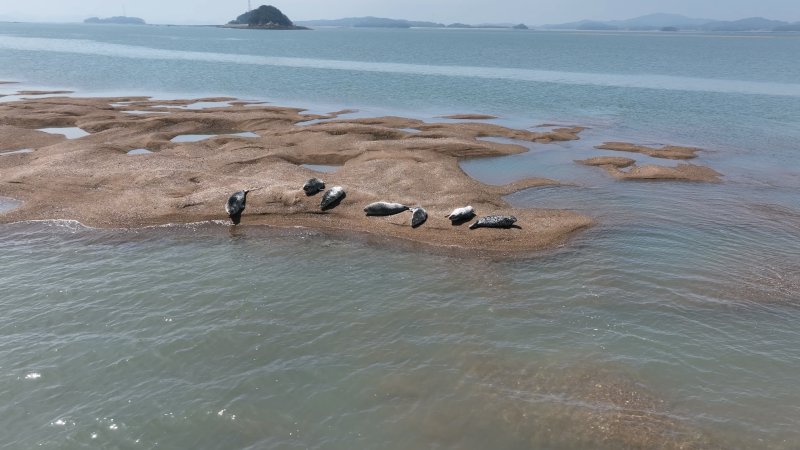 가로림만 내 모래톱에서 지난해 포착된 점박이물범 모습(서산시 제공. 재판매 및 DB금지)2025.12.8/뉴스1