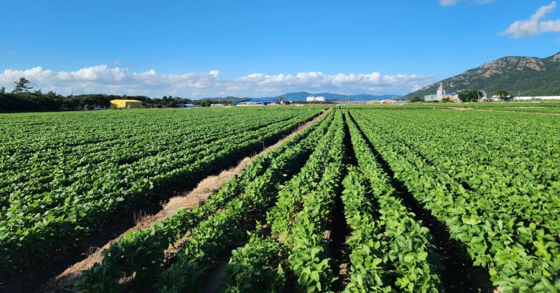[무안=뉴시스] 전남 영암군 군서면 콩 재배단지. (자료사진 = 전남도 제공). 2025.12.08. photo@newsis.com *재판매 및 DB 금지