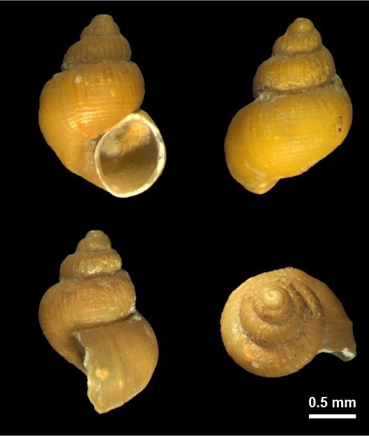 동해 심해서 발견된 노랑배꼽꼬마고둥.(국립해양생물자원관 제공. 재판매 및 DB금지)/뉴스1