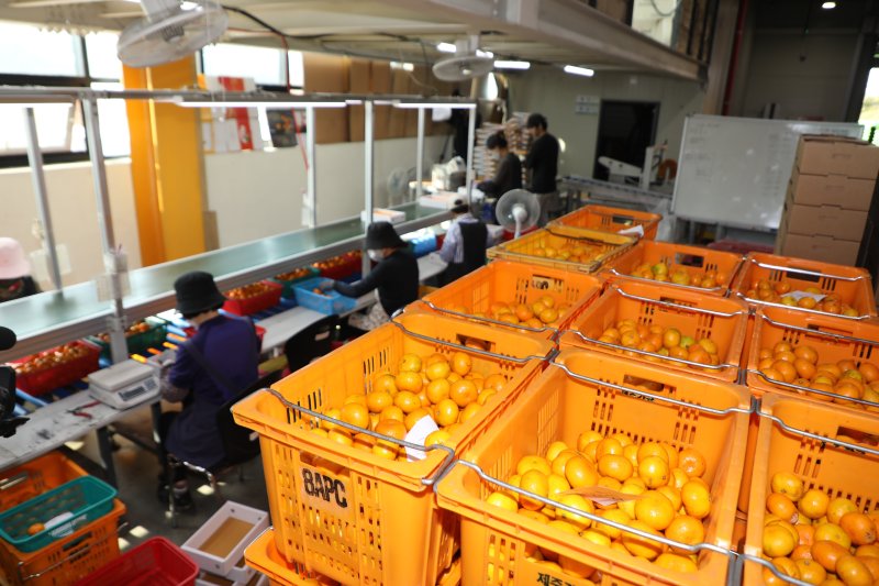 제주감귤 선과장(자료사진)/뉴스1