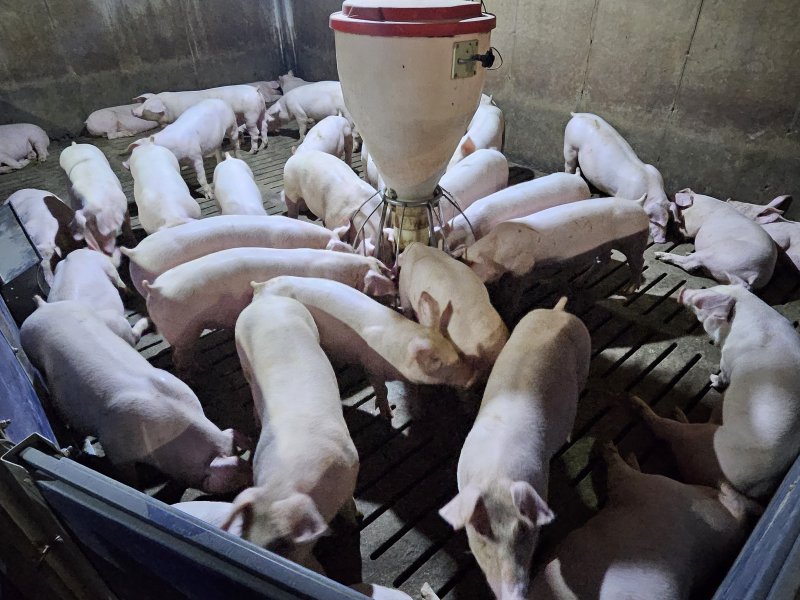 [제주=뉴시스] 제주 돼지. (사진=제주도 제공) *재판매 및 DB 금지