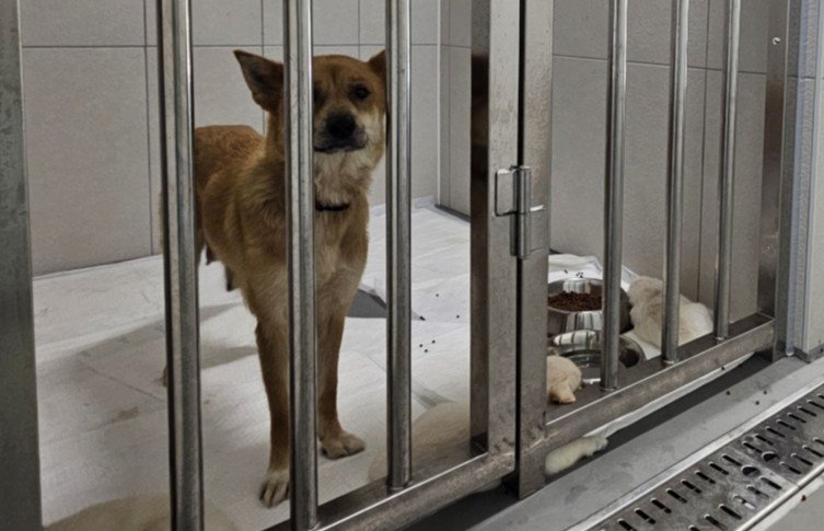 [평택=뉴시스] 동물보호센터에 보호 중인 유기견. 해당 사진은 기사와 연관이 없습니다. (사진=뉴시스 DB) photo@newsis.com