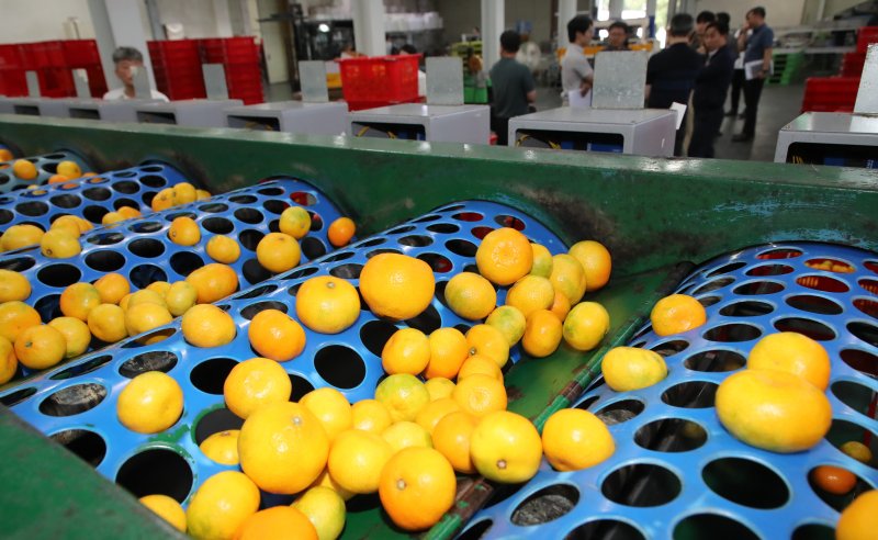 [서귀포=뉴시스] 우장호 기자 = 30일 제주 서귀포시 남원읍 위미리 제주감귤농협 위미지점 유통센터 선별장에서 25년산 감귤이 선별기를 통과하고 있다. 농협 계통 출하 하우스감귤 가운데 약 35%가 제주감귤농협이 운영 중인 거점 APC에서 비파괴선별을 통해 고품질 감귤이 출하된다. 2025.06.30. woo1223@newsis.com