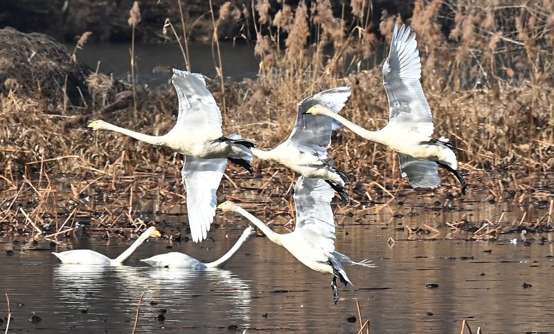 [경기광주=뉴시스] 김종택 기자 = 8일 경기 광주시 경안천습지생태공원에서 천연기념물 제201-1호 큰고니(백조)들이 비상하고 있다. 2025.12.08. jtk@newsis.com