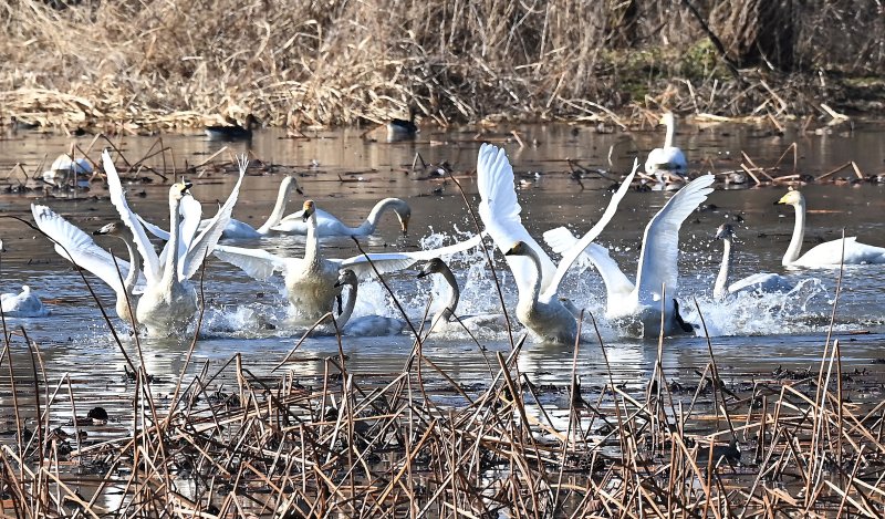 [경기광주=뉴시스] 김종택 기자 = 8일 경기 광주시 경안천습지생태공원에서 천연기념물 제201-1호 큰고니(백조)들이 힘찬 날개짓을 하고 있다. 2025.12.08. jtk@newsis.com