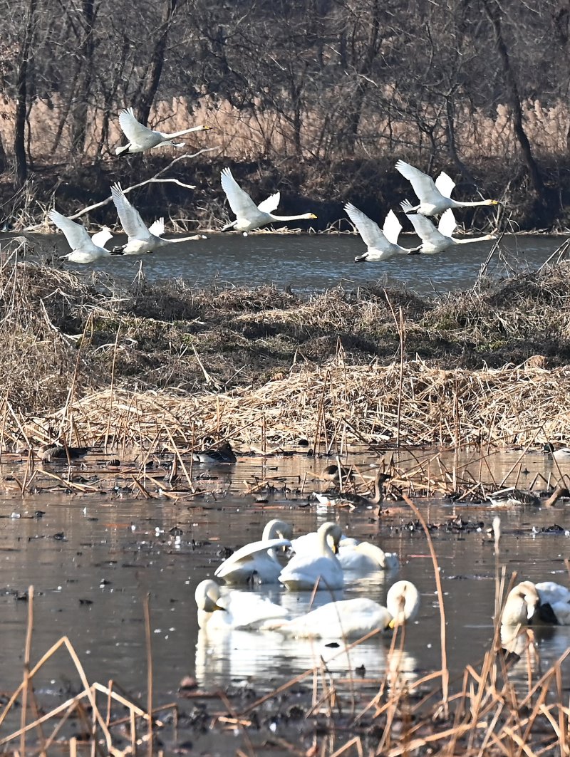 [경기광주=뉴시스] 김종택 기자 = 8일 경기 광주시 경안천습지생태공원에서 천연기념물 제201-1호 큰고니(백조)들이 비상하고 있다. 2025.12.08. jtk@newsis.com