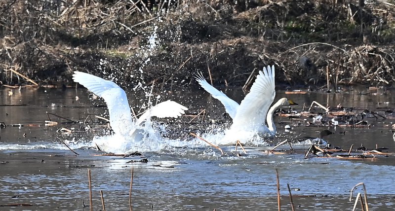 [경기광주=뉴시스] 김종택 기자 = 8일 경기 광주시 경안천습지생태공원에서 천연기념물 제201-1호 큰고니(백조)들이 힘찬 날개짓을 하고 있다. 2025.12.08. jtk@newsis.com