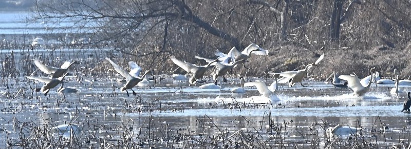 [경기광주=뉴시스] 김종택 기자 = 8일 경기 광주시 경안천습지생태공원에서 천연기념물 제201-1호 큰고니(백조)들이 힘찬 날개짓을 하고 있다. 2025.12.08. jtk@newsis.com