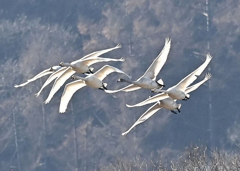 [경기광주=뉴시스] 김종택 기자 = 8일 경기 광주시 경안천습지생태공원에서 천연기념물 제201-1호 큰고니(백조)들이 비상하고 있다. 2025.12.08. jtk@newsis.com