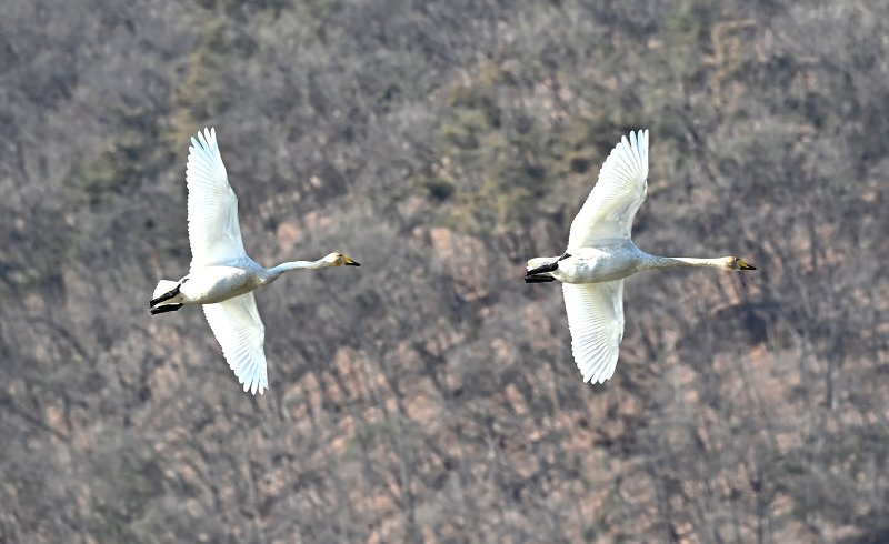 [경기광주=뉴시스] 김종택 기자 = 8일 경기 광주시 경안천습지생태공원에서 천연기념물 제201-1호 큰고니(백조)들이 비상하고 있다. 2025.12.08. jtk@newsis.com