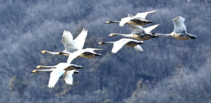 [경기광주=뉴시스] 김종택 기자 = 8일 경기 광주시 경안천습지생태공원에서 천연기념물 제201-1호 큰고니(백조)들이 비상하고 있다. 2025.12.08. jtk@newsis.com