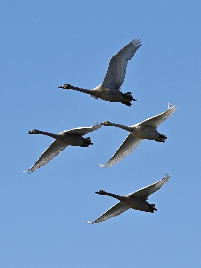 [경기광주=뉴시스] 김종택 기자 = 8일 경기 광주시 경안천습지생태공원에서 천연기념물 제201-1호 큰고니(백조)들이 비상하고 있다. 2025.12.08. jtk@newsis.com