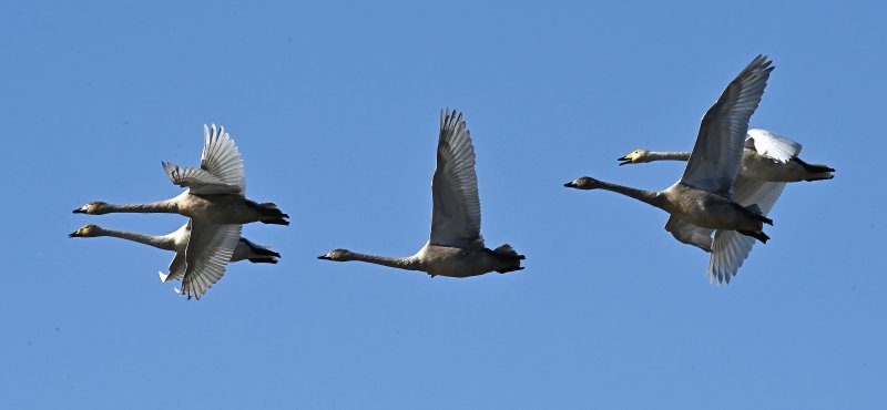 [경기광주=뉴시스] 김종택 기자 = 8일 경기 광주시 경안천습지생태공원에서 천연기념물 제201-1호 큰고니(백조)들이 비상하고 있다. 2025.12.08. jtk@newsis.com