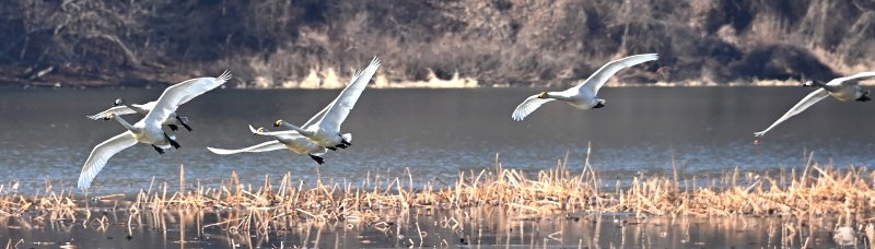 [경기광주=뉴시스] 김종택 기자 = 8일 경기 광주시 경안천습지생태공원에서 천연기념물 제201-1호 큰고니(백조)들이 비상하고 있다. 2025.12.08. jtk@newsis.com
