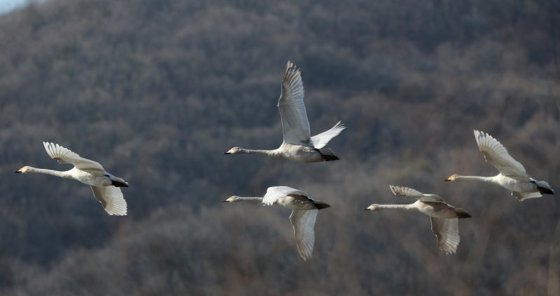 초겨울 날씨를 보인 8일 경기 광주시 퇴촌면 경안천습지생태공원에서 겨울철새 큰고니가 먹이활동을 하고 있다. 2025.12.8/뉴스1 ⓒ News1 김영운 기자