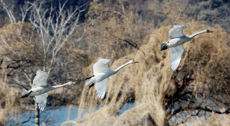 초겨울 날씨를 보인 8일 경기 광주시 퇴촌면 경안천습지생태공원에서 겨울철새 큰고니가 먹이활동을 하고 있다. 2025.12.8/뉴스1 ⓒ News1 김영운 기자