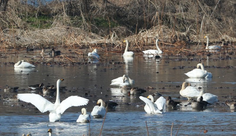 초겨울 날씨를 보인 8일 경기 광주시 퇴촌면 경안천습지생태공원에서 겨울철새 큰고니가 먹이활동을 하고 있다. 2025.12.8/뉴스1 ⓒ News1 김영운 기자