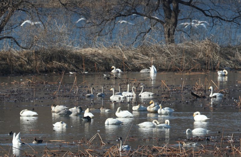 초겨울 날씨를 보인 8일 경기 광주시 퇴촌면 경안천습지생태공원에서 겨울철새 큰고니가 먹이활동을 하고 있다. 2025.12.8/뉴스1 ⓒ News1 김영운 기자