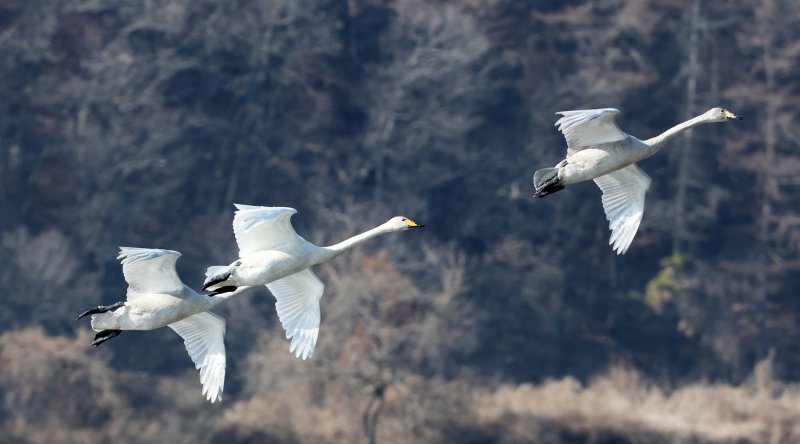 초겨울 날씨를 보인 8일 경기 광주시 퇴촌면 경안천습지생태공원에서 겨울철새 큰고니가 먹이활동을 하고 있다. 2025.12.8/뉴스1 ⓒ News1 김영운 기자