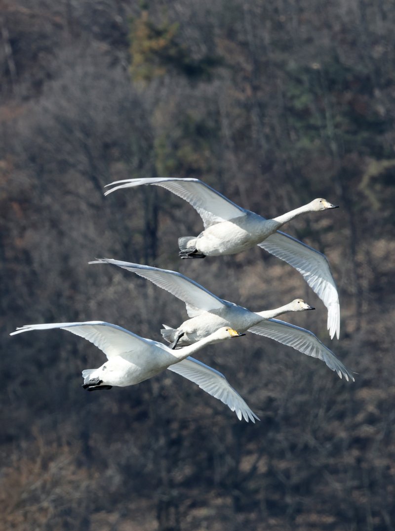 초겨울 날씨를 보인 8일 경기 광주시 퇴촌면 경안천습지생태공원에서 겨울철새 큰고니가 먹이활동을 하고 있다. 2025.12.8/뉴스1 ⓒ News1 김영운 기자
