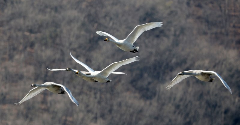 초겨울 날씨를 보인 8일 경기 광주시 퇴촌면 경안천습지생태공원에서 겨울철새 큰고니가 먹이활동을 하고 있다. 2025.12.8/뉴스1 ⓒ News1 김영운 기자