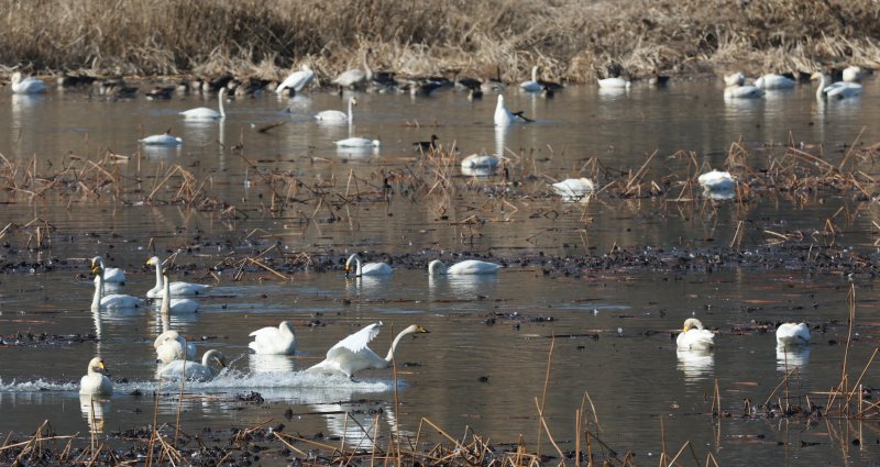초겨울 날씨를 보인 8일 경기 광주시 퇴촌면 경안천습지생태공원에서 겨울철새 큰고니가 먹이활동을 하고 있다. 2025.12.8/뉴스1 ⓒ News1 김영운 기자