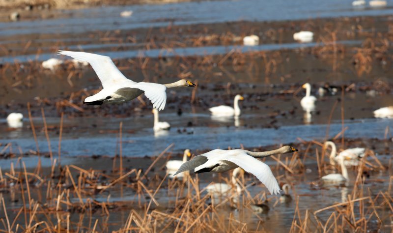 초겨울 날씨를 보인 8일 경기 광주시 퇴촌면 경안천습지생태공원에서 겨울철새 큰고니가 먹이활동을 하고 있다. 2025.12.8/뉴스1 ⓒ News1 김영운 기자