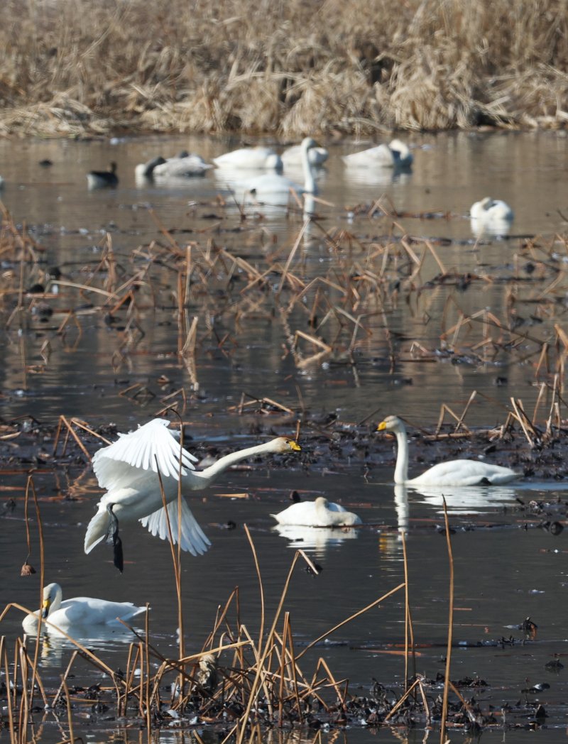 초겨울 날씨를 보인 8일 경기 광주시 퇴촌면 경안천습지생태공원에서 겨울철새 큰고니가 먹이활동을 하고 있다. 2025.12.8/뉴스1 ⓒ News1 김영운 기자