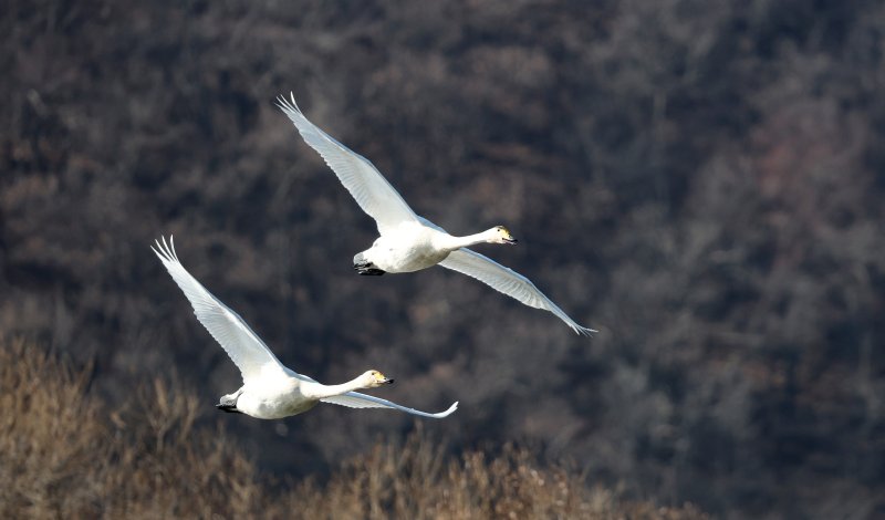 초겨울 날씨를 보인 8일 경기 광주시 퇴촌면 경안천습지생태공원에서 겨울철새 큰고니가 먹이활동을 하고 있다. 2025.12.8/뉴스1 ⓒ News1 김영운 기자