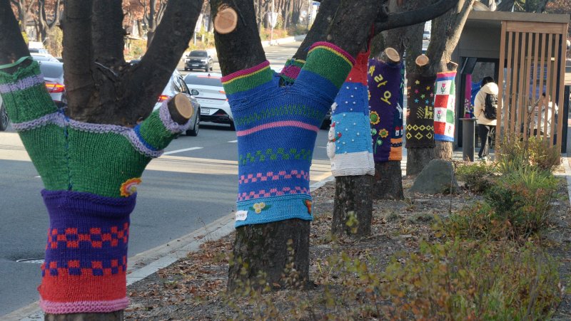 [전주=뉴시스] 김얼 기자 = 선선한 겨울 날씨가 이어지고 있는 8일 전북 전주시 덕진구 백제대로 가로수에 트리허그(잠복소)가 설치되어 있다. 2025.12.08. pmkeul@newsis.com