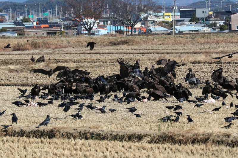 [고성(경남)=뉴시스] 신정철 기자= 경남 고성군은 독수리를 주제로 생태체험 프로그램을 고성읍 기월리 251-4번지 일원에서 내년 2월까지 매주 화·목·토·일요일에 운영할 계획이라고 8일 밝혔다.사진은 고성읍 기월리 일대에서 월동중인 멸종위기종 독수리 모습.(사진=고성군 제공).2025.12.08. photo@newsis.com *재판매 및 DB 금지