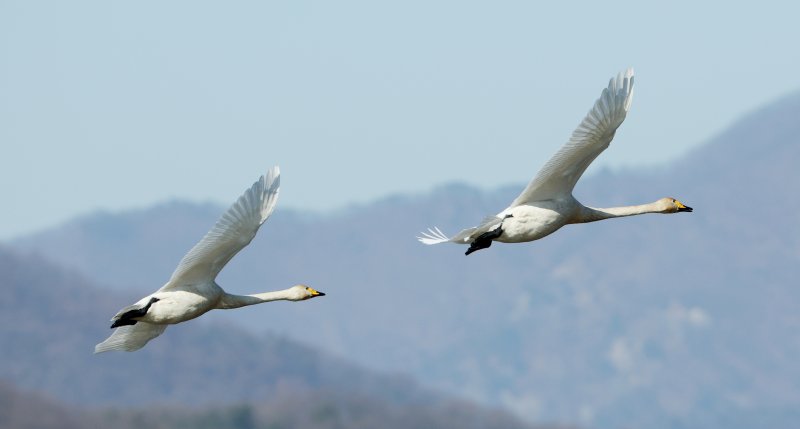 초겨울 날씨를 보인 8일 경기 광주시 퇴촌면 경안천습지생태공원에서 겨울철새 큰고니가 먹이활동을 하고 있다. 2025.12.8/뉴스1 ⓒ News1 김영운 기자