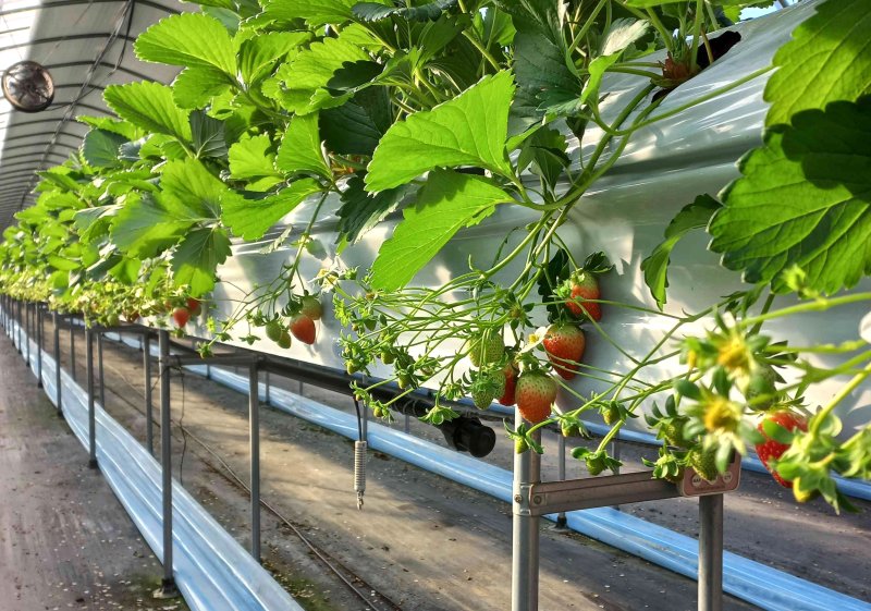 치악산딸기. *재판매 및 DB 금지