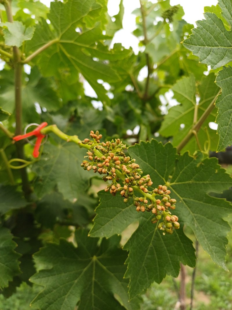 착과 불량인 샤인머스켓.(충남도 제공. 재판매 및 DB금지)/뉴스1